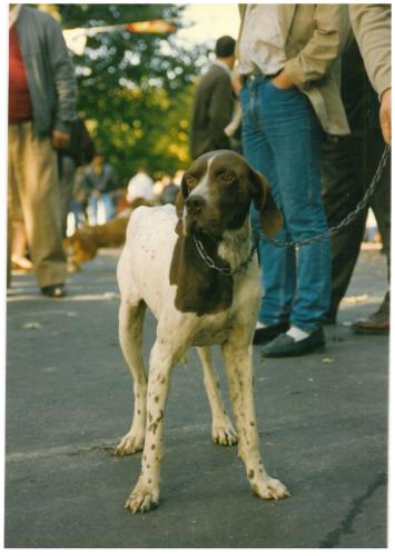 1991 cans de caza 003