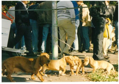 1991 cans de caza 017