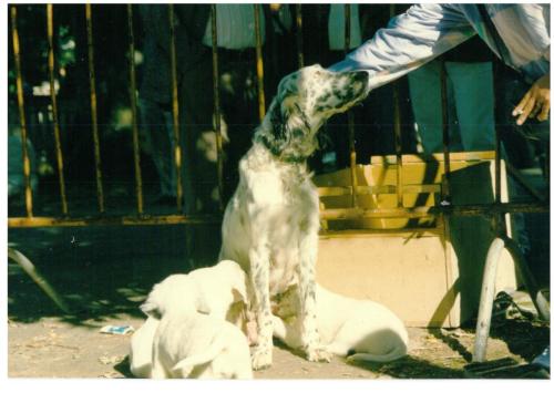 1991 cans de caza 021