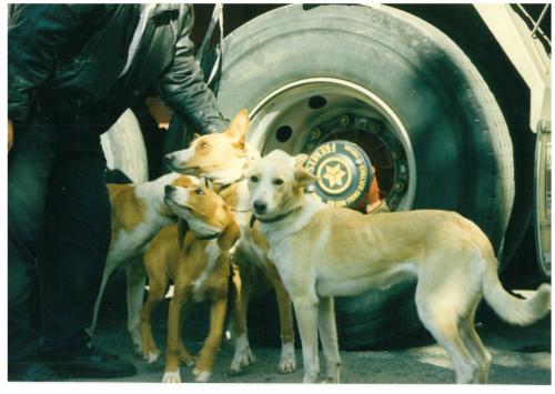1991 cans de caza 022