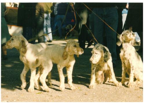 1991 cans de caza 031