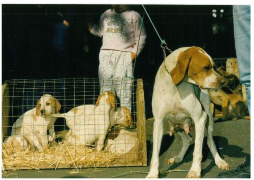 1991 cans de caza 036