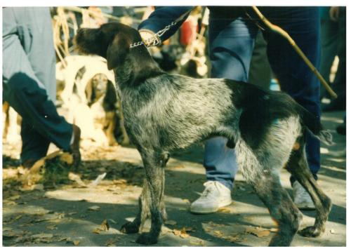 1991 cans de caza 041