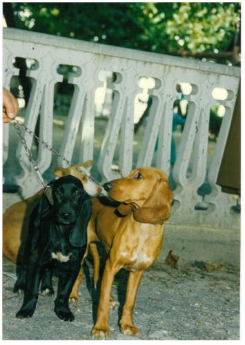 1991 cans de caza 047
