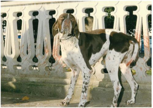 1991 cans de caza 052