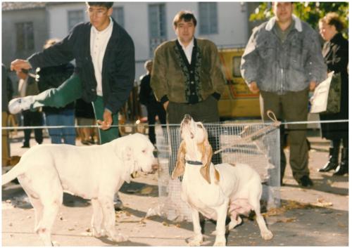 1991 cans de caza 053