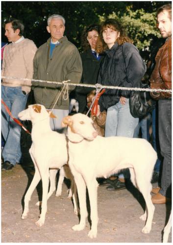 1991 cans de caza 062