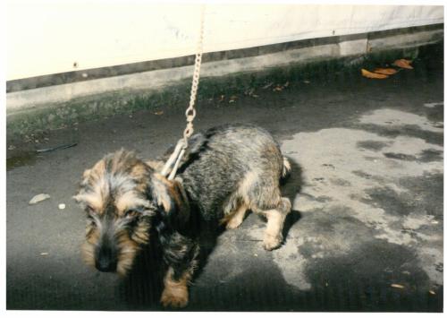1992 cans de caza 002