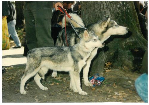 1992 cans de caza 003