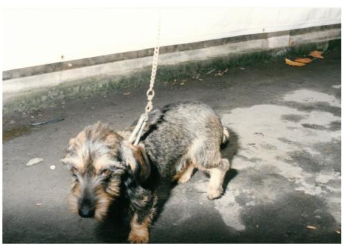 1992 cans de caza 047
