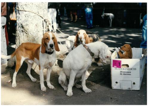 1992 cans de caza 050