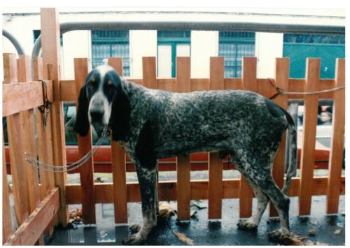 1992 cans de caza 054