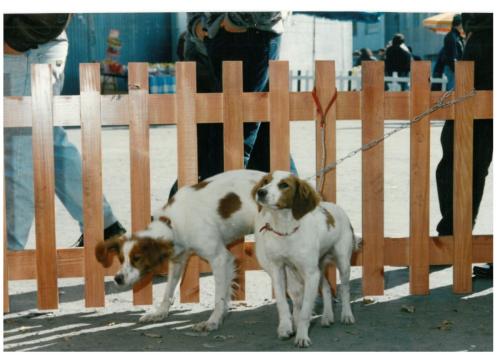 1992 cans de caza 058