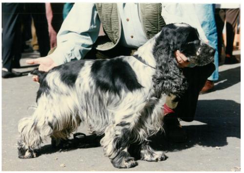 1992 cans de caza 064