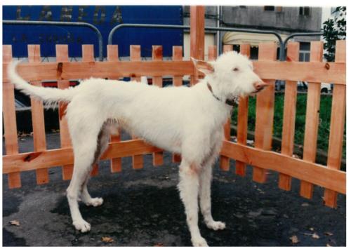 1992 cans de caza 068