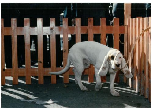 1992 cans de caza 069