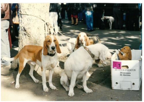 1992 cans de caza 070