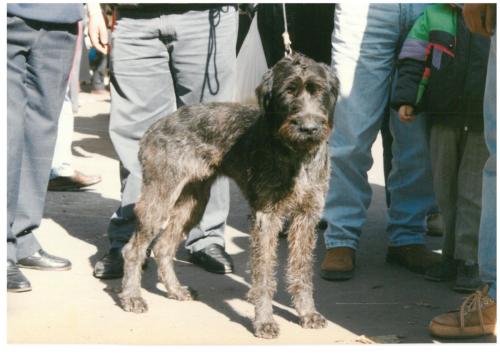 1992 cans de caza 075