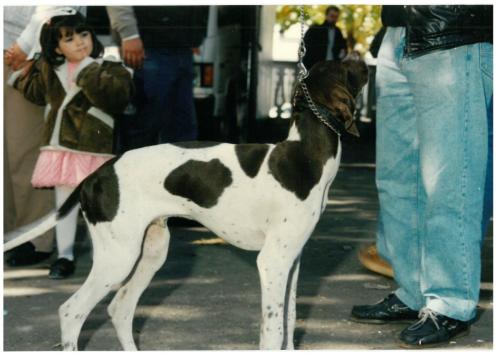 1992 cans de caza 077