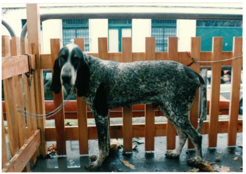 1992 cans de caza 078