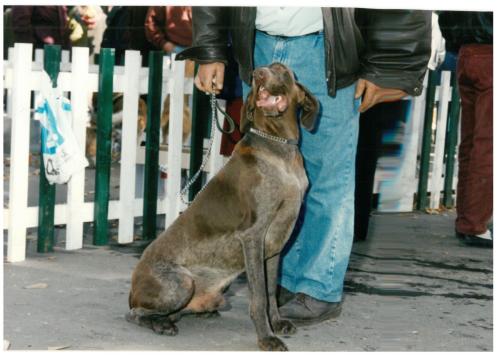 1992 cans de caza 082