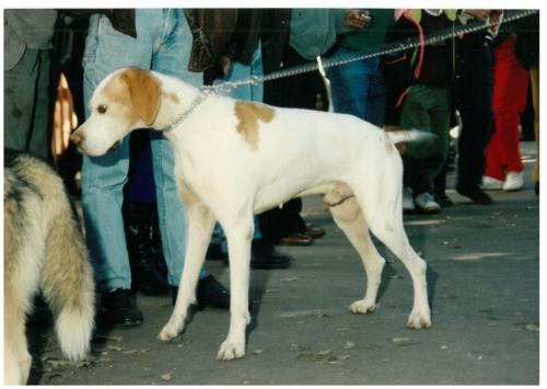 1992 cans de caza 087