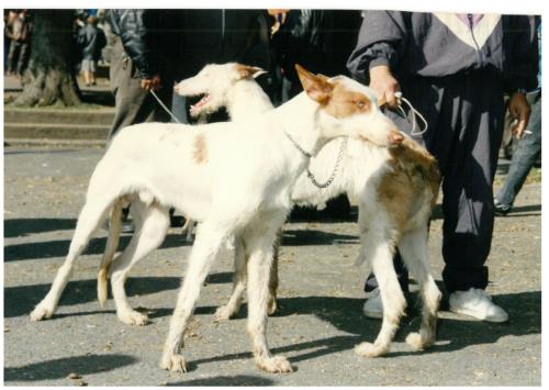 1992 cans de caza 089