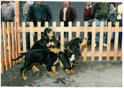 1992 cans de caza 169