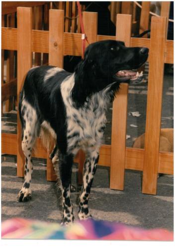 1994 Cans de caza 2 15