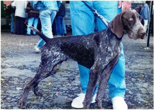 1995 Cans de caza 2 10