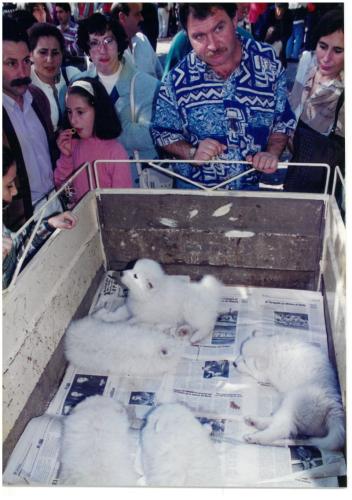 1995 Cans de caza 2 30