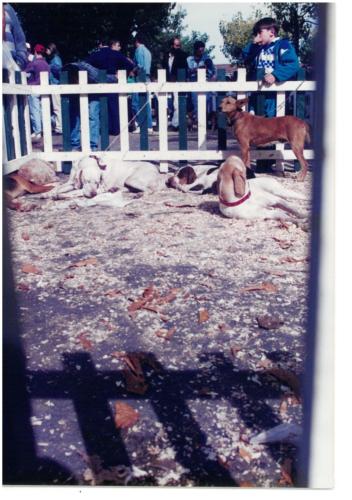1995 Cans de caza 2 31