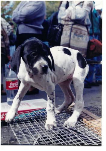 1995 Cans de caza 2 34