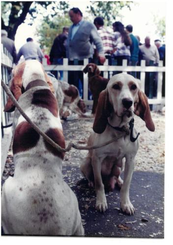 1995 Cans de caza 2 35