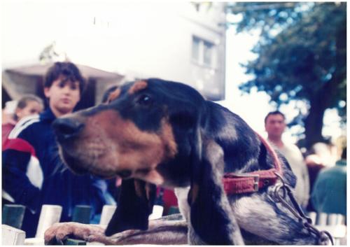 1996 Cans de caza 15