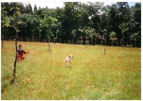 1997 ADESTRAMENTO E CRIA CANS DE CAZA-12