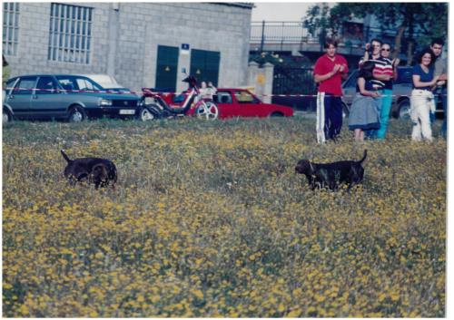 1997 Cans de caza 135