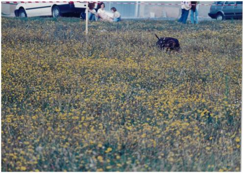 1997 Cans de caza 137