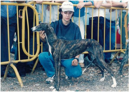 1997 Cans de caza 15