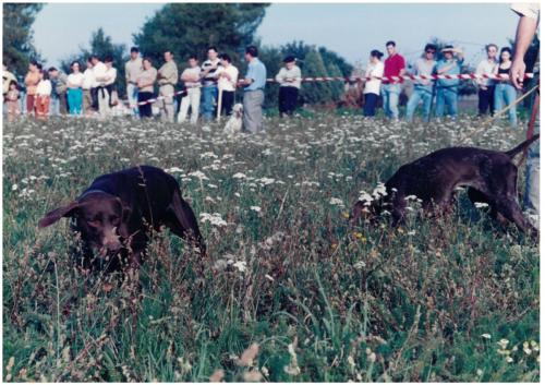 1997 Cans de caza 78