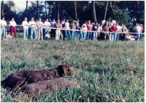 1997 Cans de caza 82