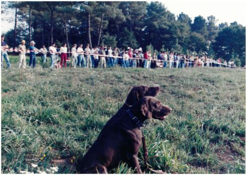 1997 Cans de caza 83