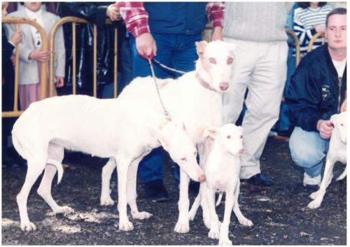 1997 Cans de caza 2 101