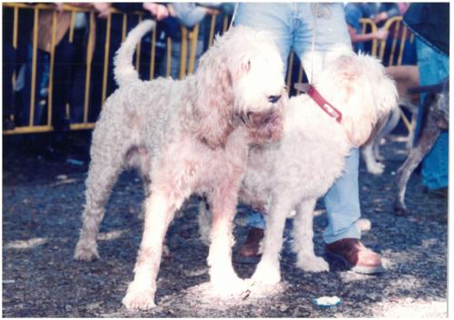 1997 Cans de caza 2 105