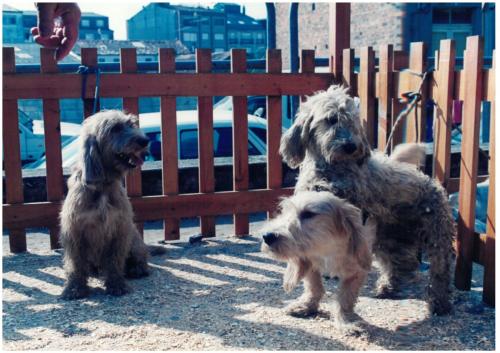 1997 Cans de caza 2 122