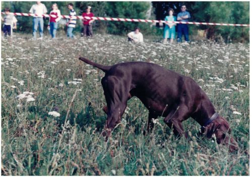 1997 Cans de caza 2 138