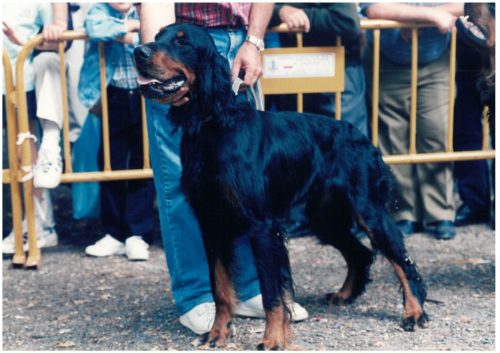 1997 Cans de caza 2 45
