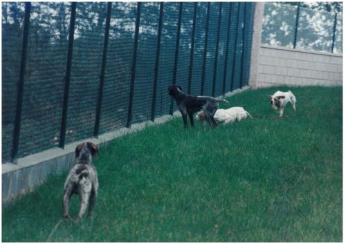1998 Cans de caza 25