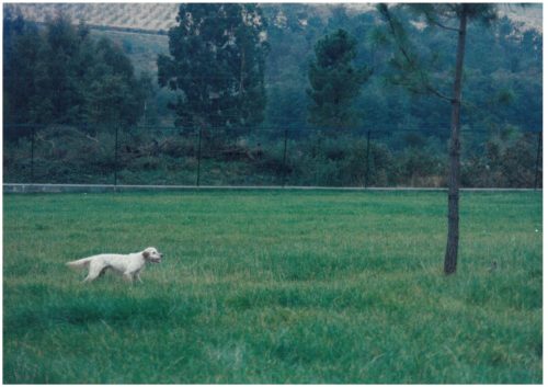 1998 Cans de caza 29