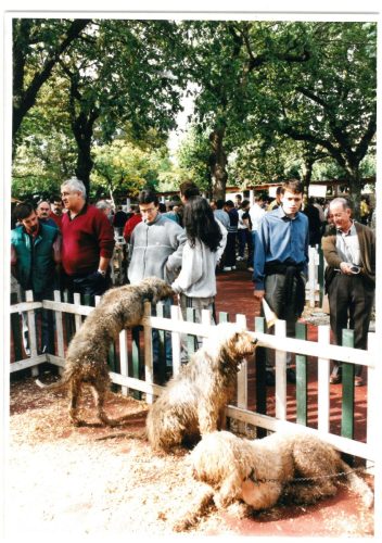 2000 Cans de caza 05
